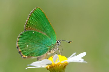 Callophrys rubi  764