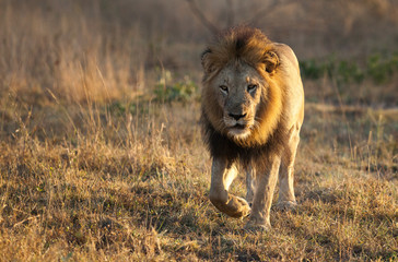 Big male lion walking in golden light