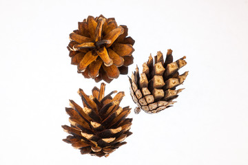 Three pine cones on a white background.