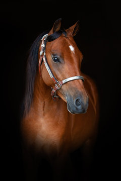 Hackney Pony Portrait