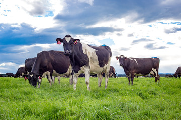 Black and white dairy cows in a farm field in Canterbury, New Zealand