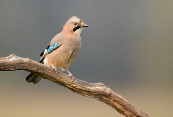 Eurasian jay (Garrulus glandarius) close up