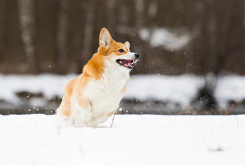 welsh corgi dogs in winter in the snow