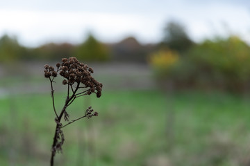 Trockene Pflanzen an einem Herbstnachmittag auf einer Wiese am Waldrand