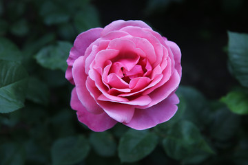 A pink rose in the garden.