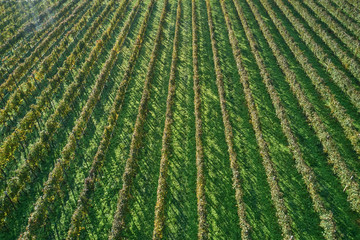 Autumn grape rows of yellow. Aerial view