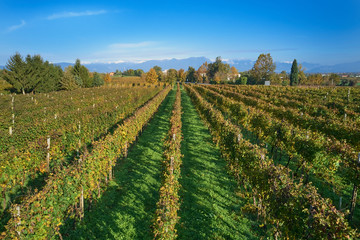 Fototapeta na wymiar Autumn grape rows of yellow in the Alps in the background blue sky
