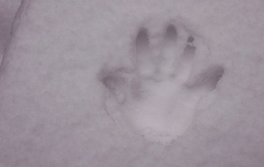 Deep handprint on fresh snow.
