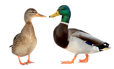 Mallard Duck Closeup of a drake, Female Mallard. isolated on white background