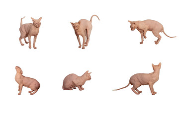 Isolation on a white background of six different poses of  sphynx cats
