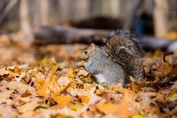 Eastern grey squirrel taken on a fall background of golden leaves, in Quebec, Canada. © Hummingbird Art
