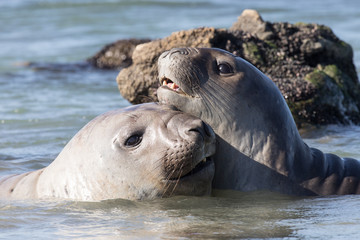 See Elefanten Valdes Nationalpark