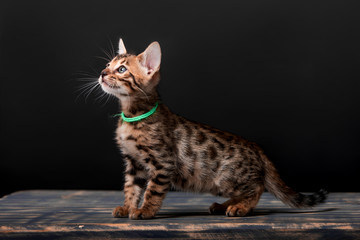 Obraz premium Beautiful Bengal cat breed on a black background
