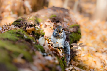 Eastern grey squirrel taken on a fall background of golden leaves, in Quebec, Canada.