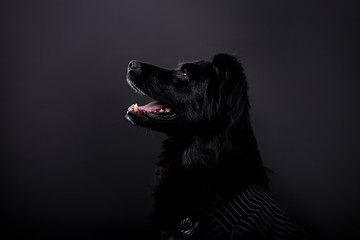 Beautiful black dog on a black background