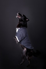 Beautiful black dog on a black background