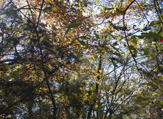 fall colors