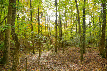 Obraz premium Fall Colors around Tega Cay SC