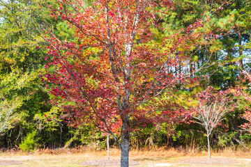 Fall Colors around Tega Cay SC