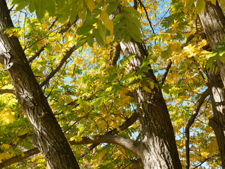 (Pterocarya fraxinifolia) Kaukasische Flügelnuss. Stamm und Matt Grau Rinde mit Risse