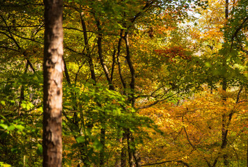 Fall Colors around Tega Cay SC