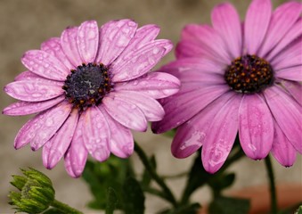 Fototapeta premium Pink daisy on the decorative pot on the balcony with drops of water