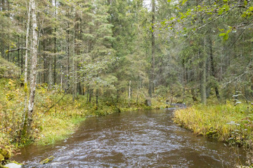 Flowing stream in forest in autumn