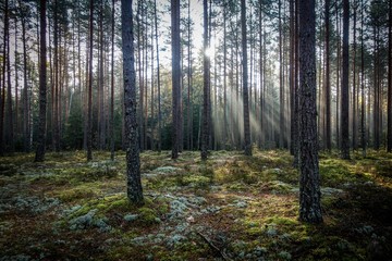 sunlight shines through trees in the forest on autumn morning