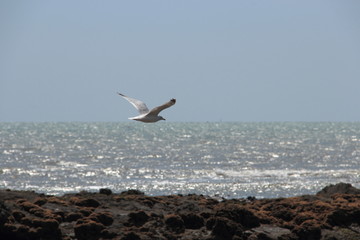 Mouette