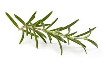 Fresh branch of rosemary herb, isolated on white background