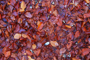 Dark reds like burgundy and maroon fall leaves as a background. Top view.