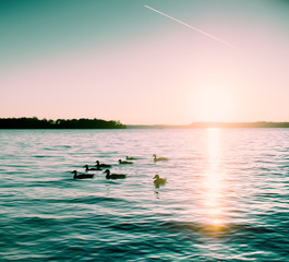 duckies on a lake