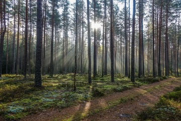 sunlight shines through trees in the forest on autumn morning