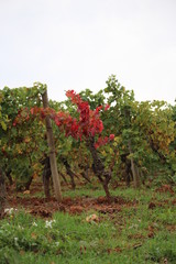 vigne en automne narbonne