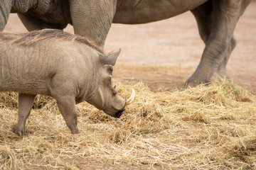 rhino in pairi daiza zoo, belgium