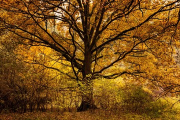Majestätische Eiche mit goldgelbem Laub im Oktober alleinstehend vor Waldhintergrund