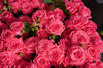 Natural fresh pink roses. Wedding wall backdrop decoration.  