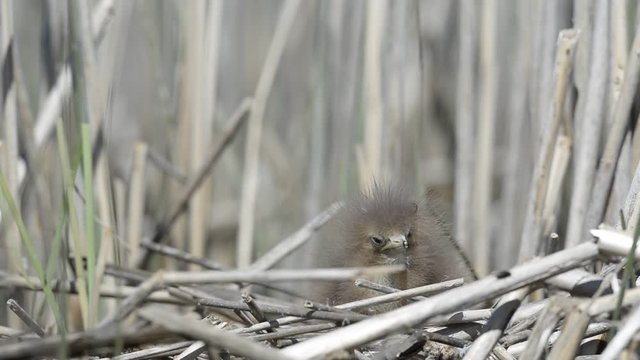 Bittern chick in the nest. Eurasian Bittern (Botaurus stellaris). Natural habitat. Ladoga Lake Russia.