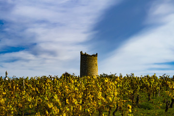Castle tower behind a vineyard