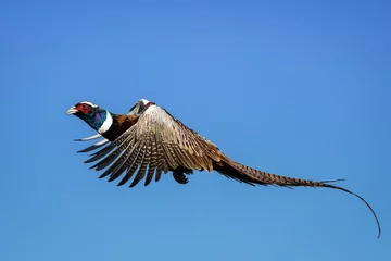 Rolgordijnen Ring-necked Pheasant Rooster - Flight © Bernie Duhamel