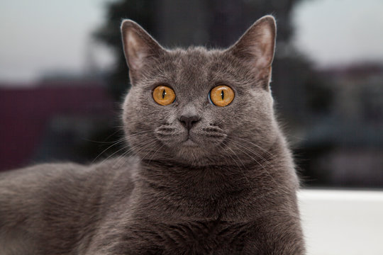 gray cat lying on the window