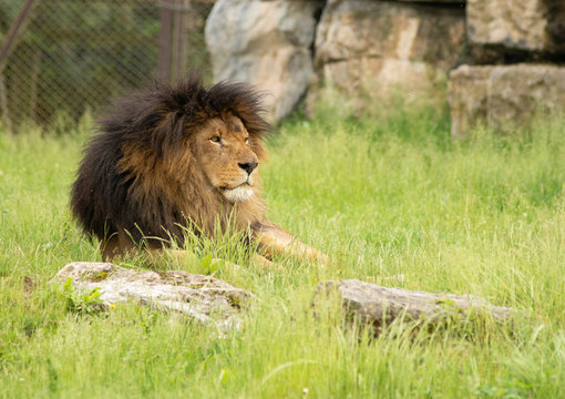 lion lying in the ground in pairi daiza
