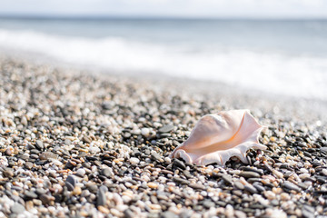 big beautiful shell on the beach