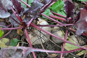 In the open ground grows beetroot