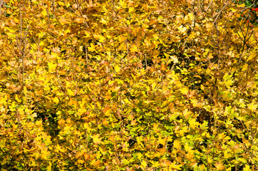 Almost abstract image of the bright yellow leaves of a maple bush on a sunny day in autumn