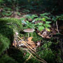 Pilz im Wald