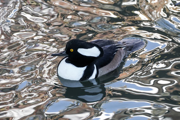 Hooded Merganser Drake