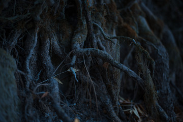 Fototapeta na wymiar Many big scary roots
