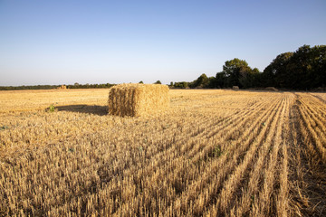 Fototapeta premium Straw bales on the field. Beautiful background with bales of straw. Landscape field with bales of straw.