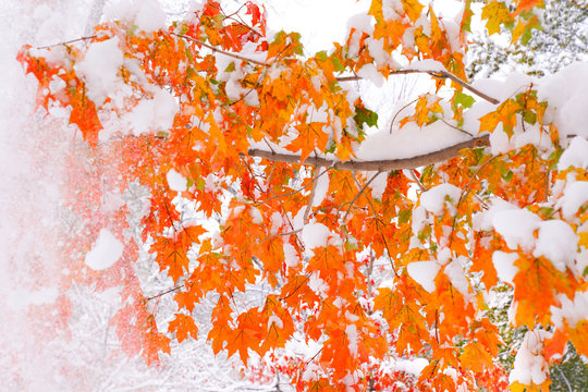 Autumn - Snow - Colorado